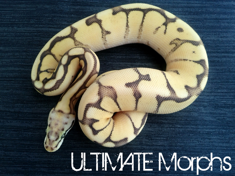 Bumble Bee Mojave Vanilla