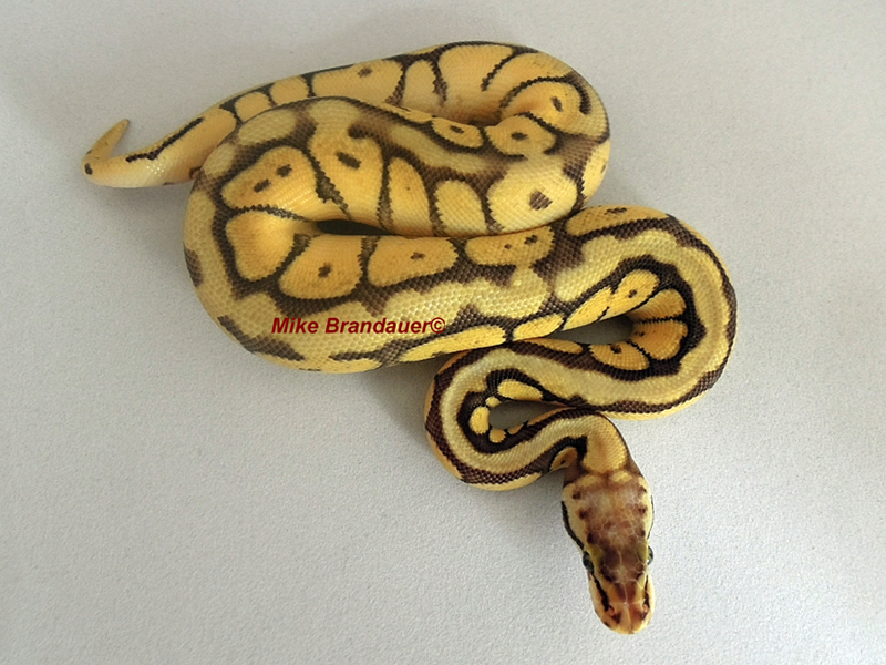 Bumble Bee Mojave Vanilla