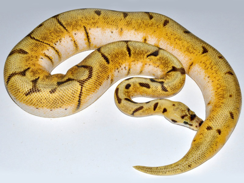 Bumble Bee Super Enchi