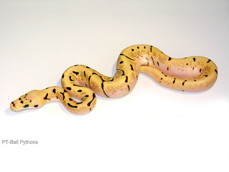 Bumble Bee Super Enchi