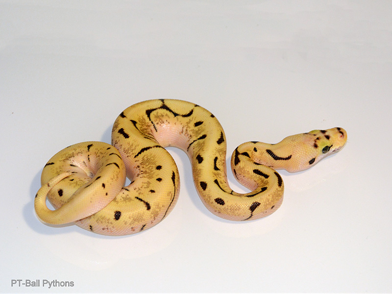 Bumble Bee Super Enchi