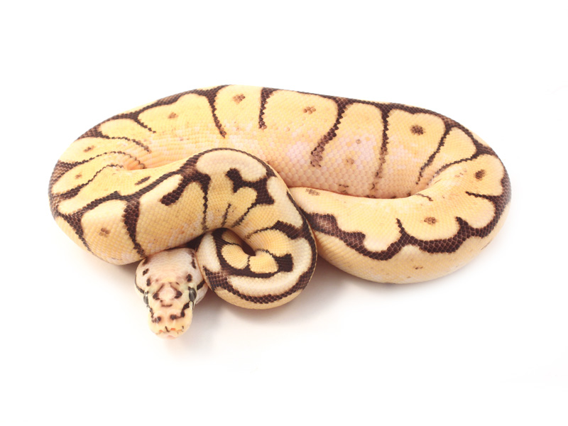 Morph List - World of Ball Pythons
