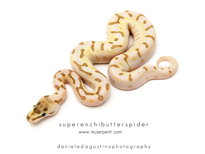 Butter Bee Super Enchi