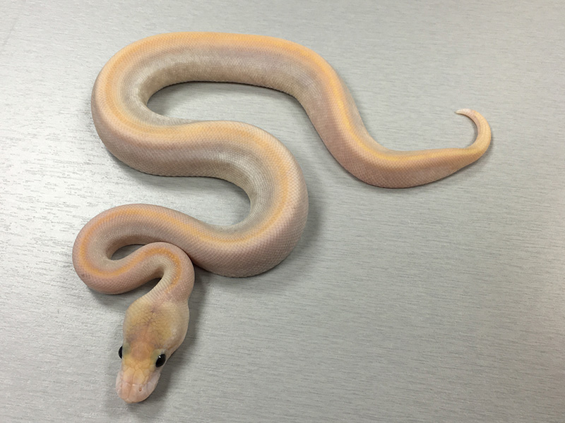 Butter Calico Champagne Ghost