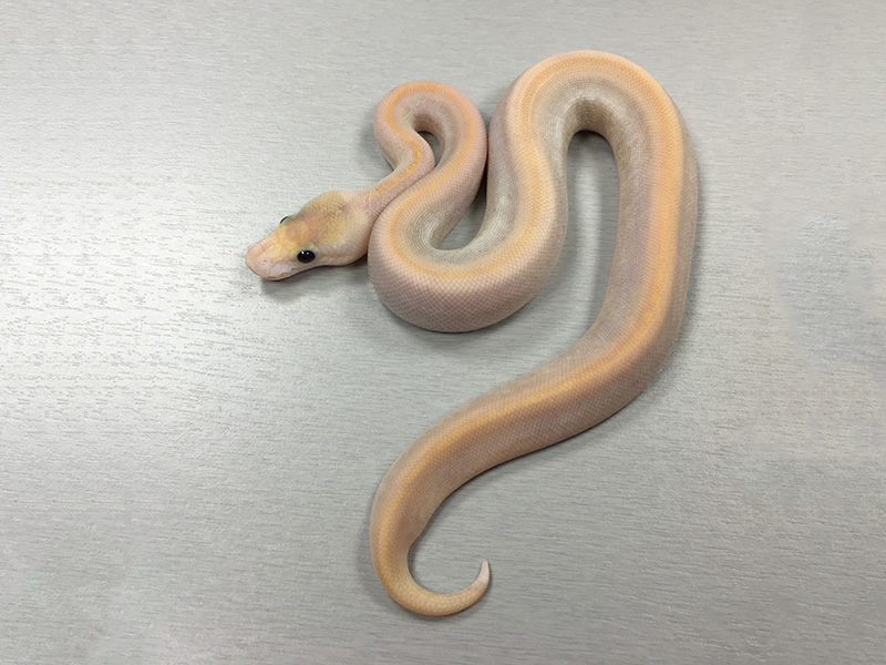 Butter Calico Champagne Ghost