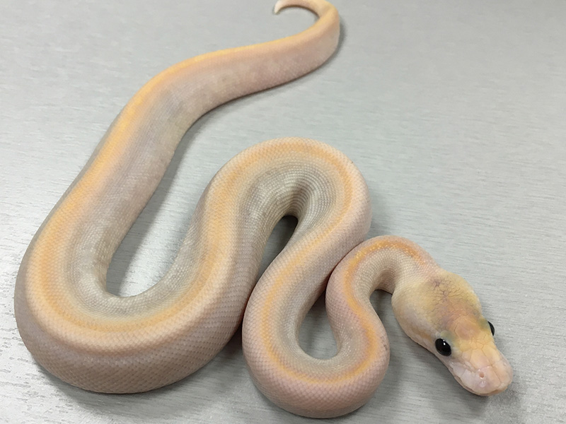 Butter Calico Champagne Ghost