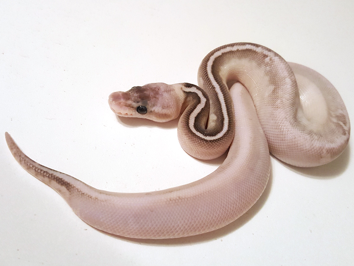 Butter Calico Cinnamon Pastel