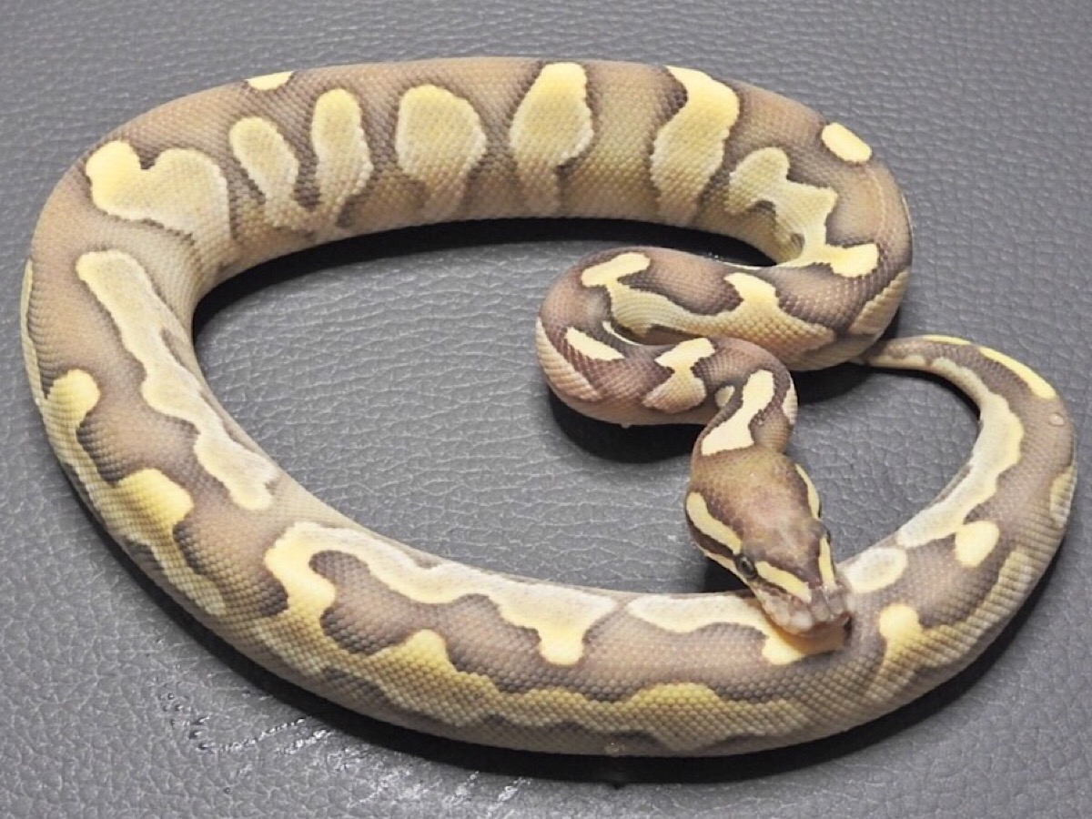 Butter Calico Desert Ghost