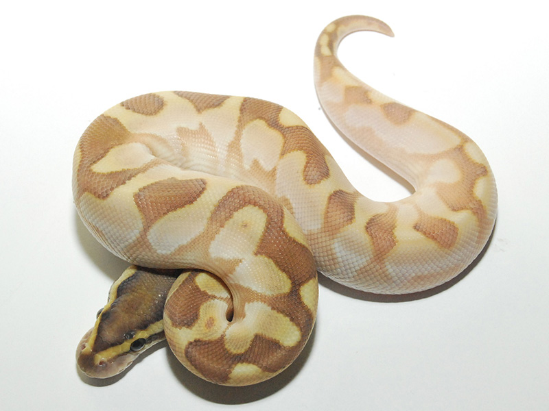 Butter Calico Enchi
