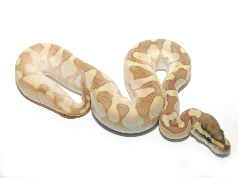 Butter Calico Enchi