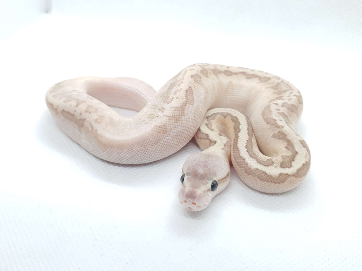 Butter Calico Pastel Pinstripe