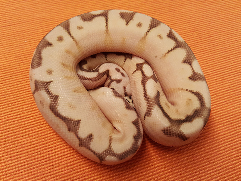 Butter Calico Pastel Spider