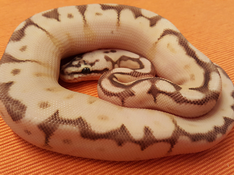 Butter Calico Pastel Spider