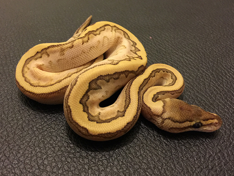 Butter Calico Pinstripe