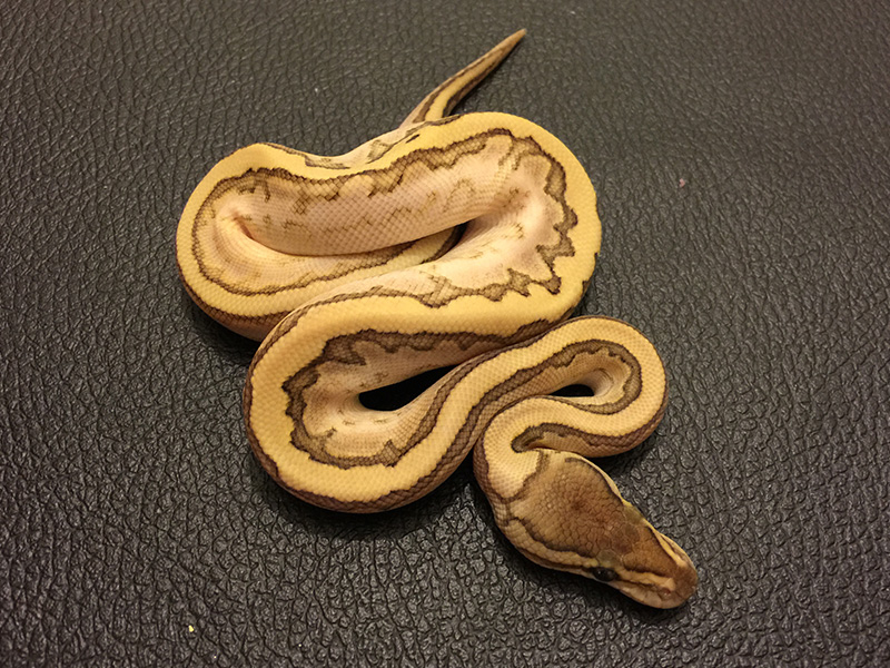Butter Calico Pinstripe