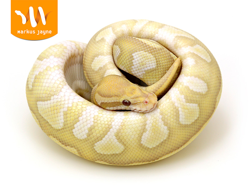 Butter Caramel Albino Desert Ghost Pastel