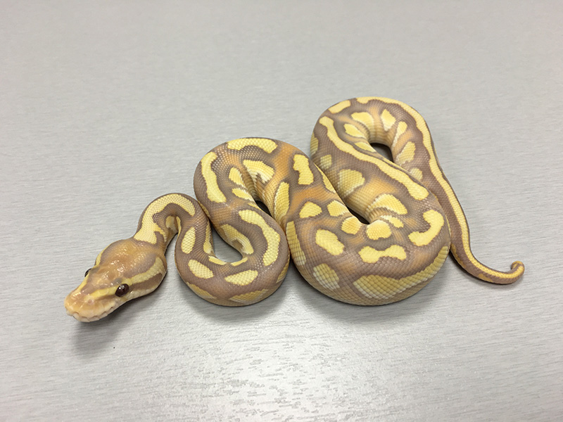 Butter Caramel Albino Orange Ghost