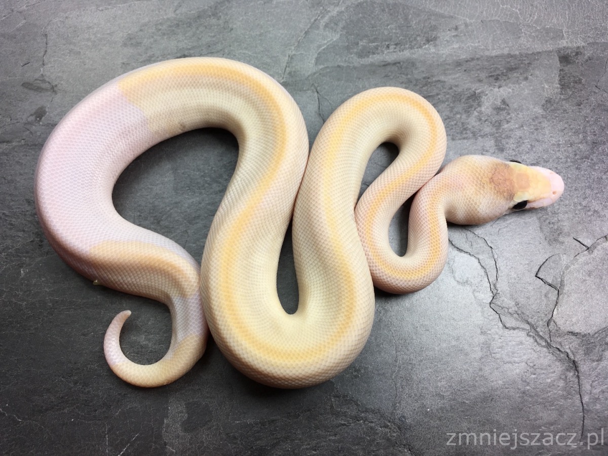 Butter Champagne Het Red Axanthic Pastel