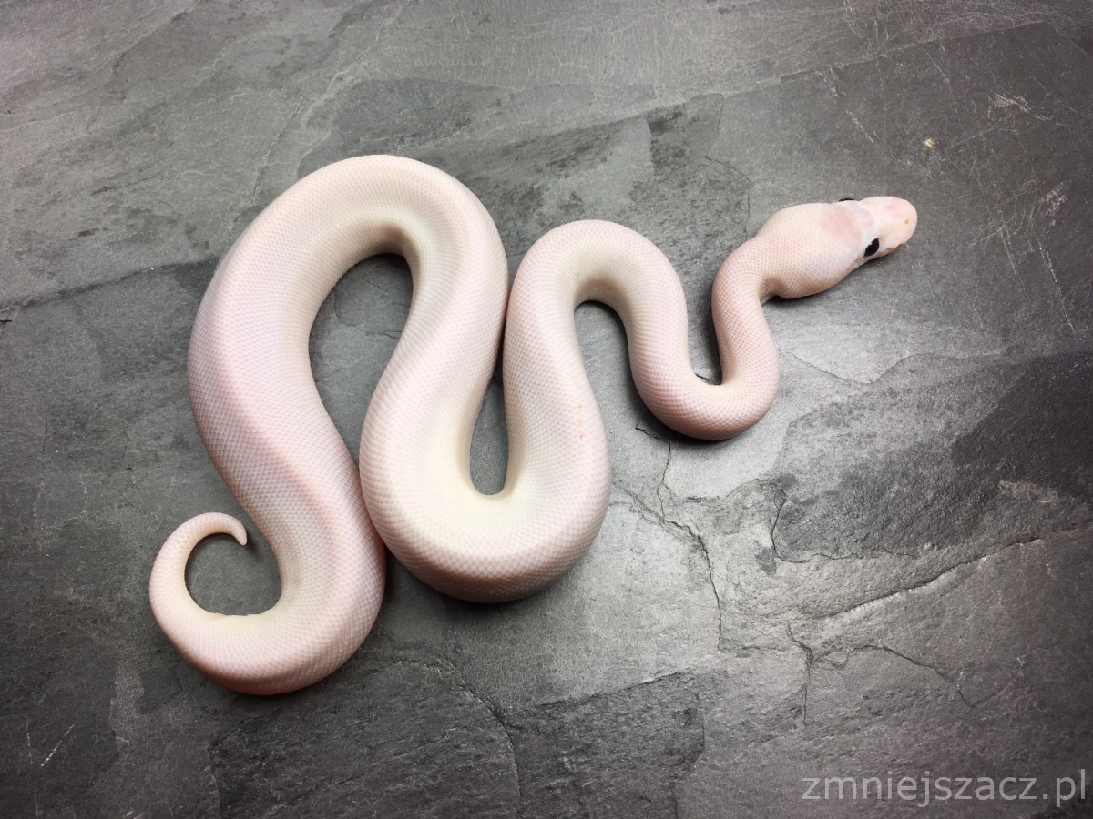 Butter Champagne Het Red Axanthic