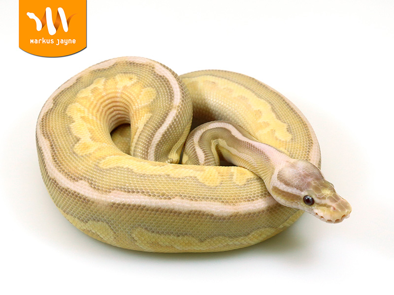 Butter Cinnamon Desert Ghost Pastel