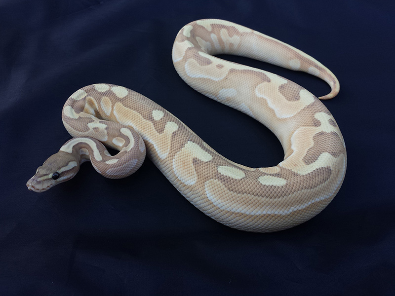 Butter Cinnamon Enchi Ghost