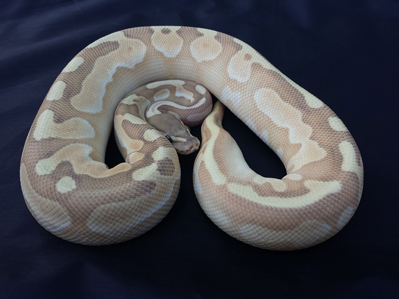 Butter Cinnamon Enchi Ghost