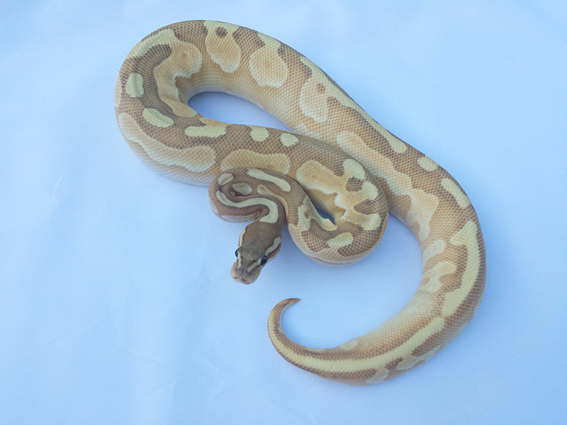 Butter Cinnamon Enchi Ghost