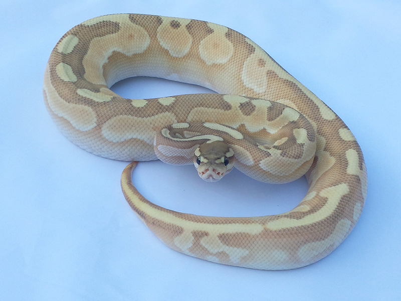 Butter Cinnamon Enchi Ghost