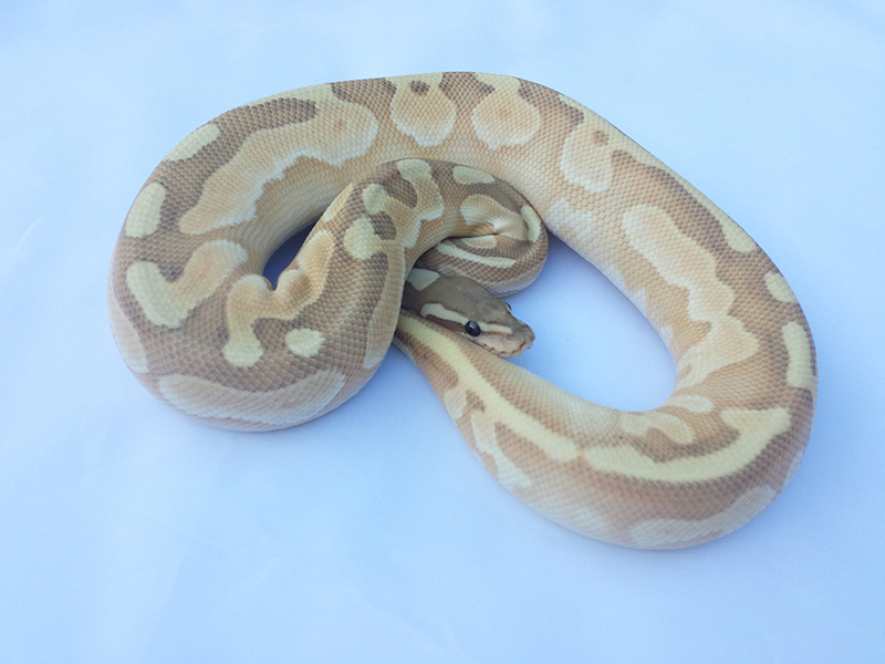 Butter Cinnamon Enchi Ghost