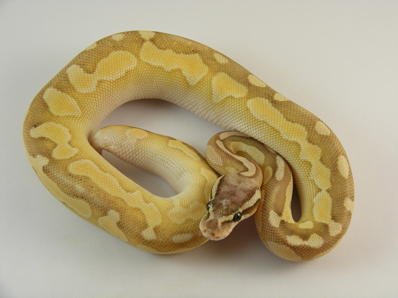 Butter Cinnamon Enchi Pastel