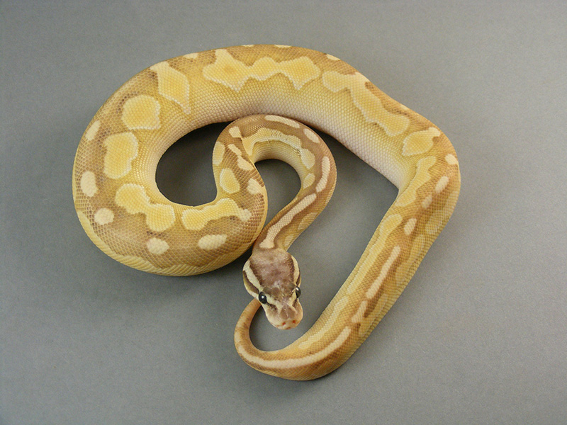 Butter Cinnamon Enchi Pastel