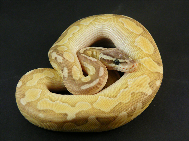 Butter Cinnamon Enchi Pastel