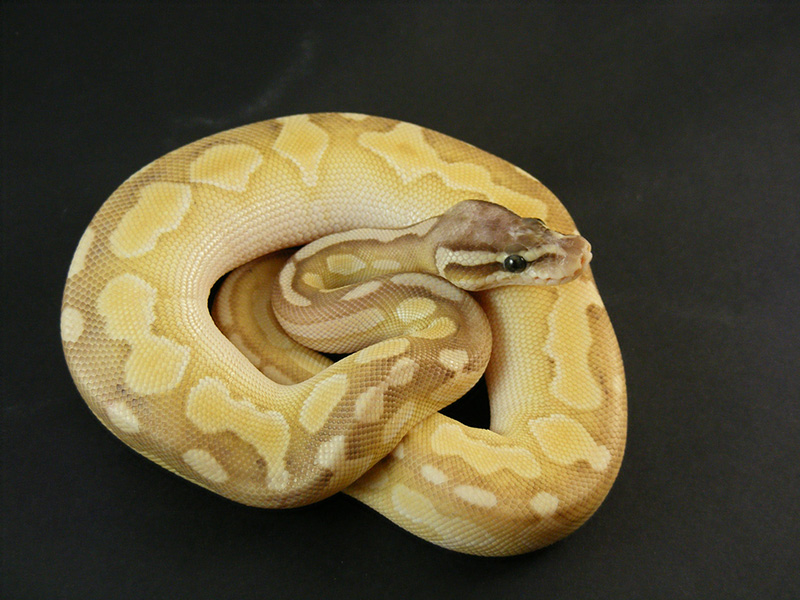 Butter Cinnamon Enchi Pastel