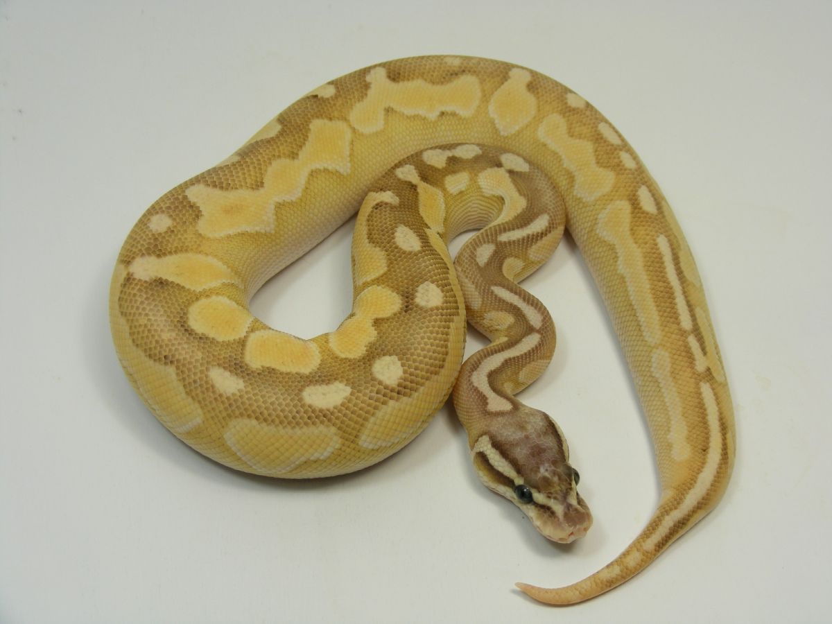 Butter Cinnamon Enchi Pastel