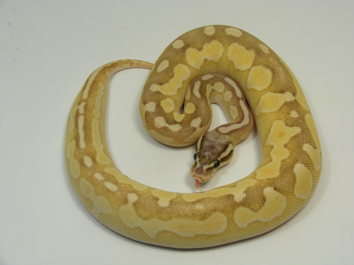 Butter Cinnamon Enchi Pastel