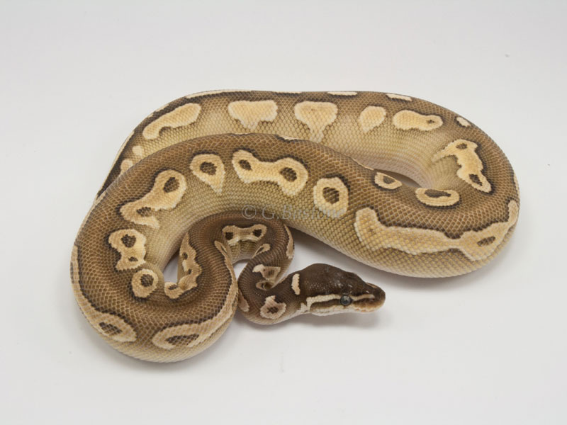 Butter Cinnamon Enchi