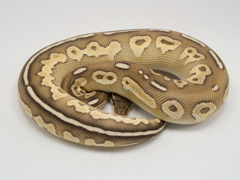 Butter Cinnamon Enchi