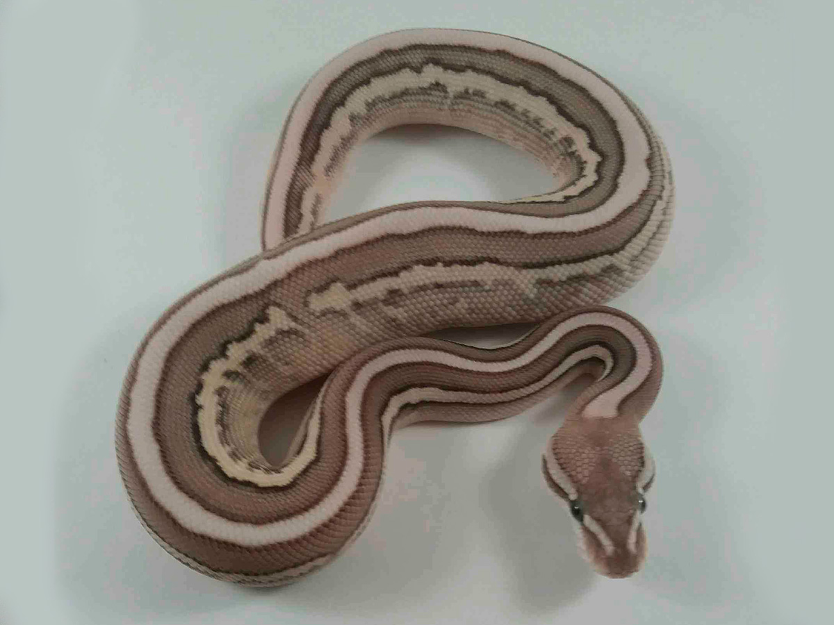 Butter Cinnamon Fire Leopard Pastel