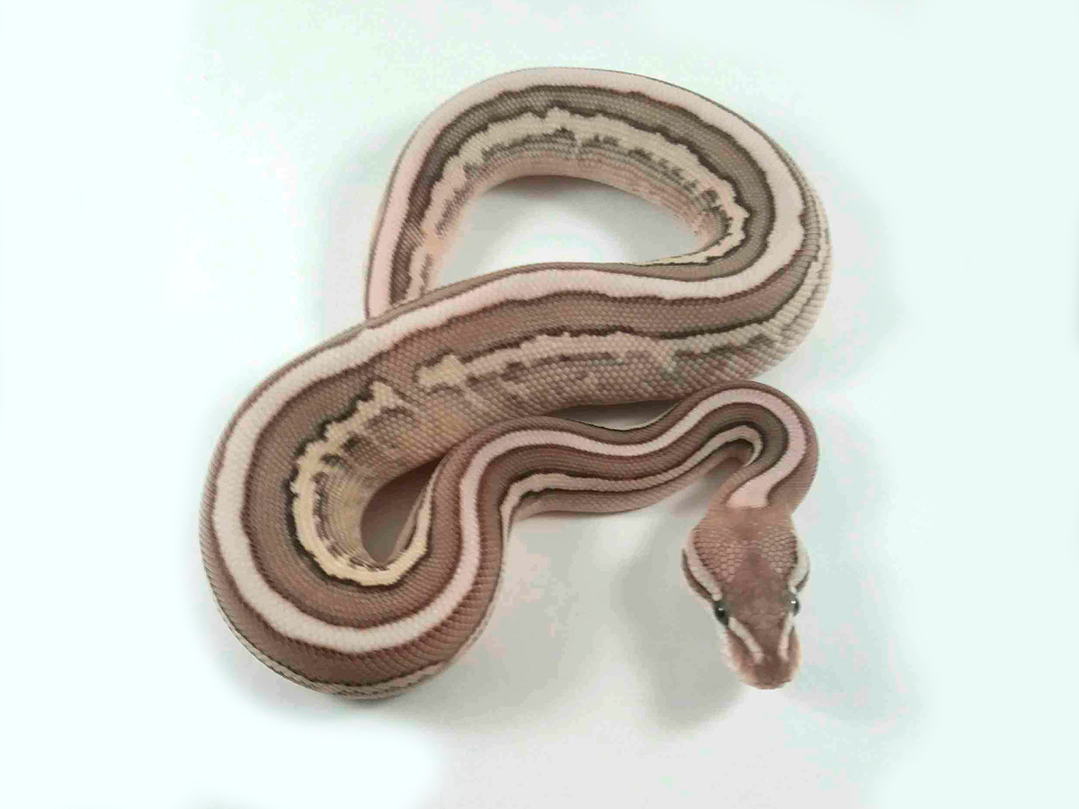 Butter Cinnamon Fire Leopard Pastel