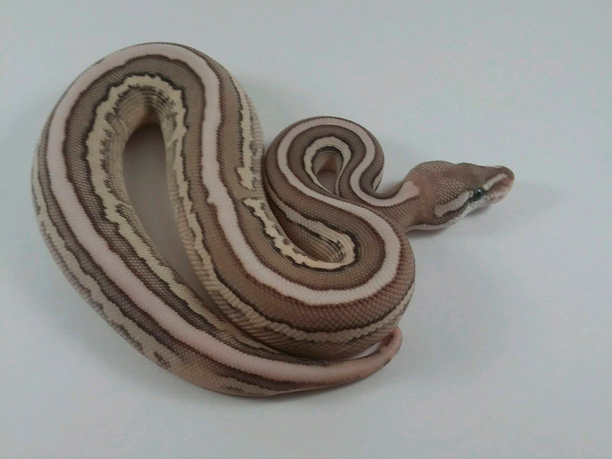 Butter Cinnamon Fire Leopard Pastel