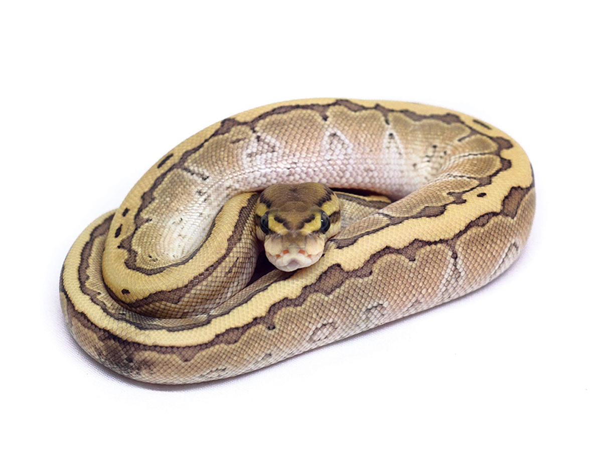 Butter Cinnamon Pinstripe Yellow Belly