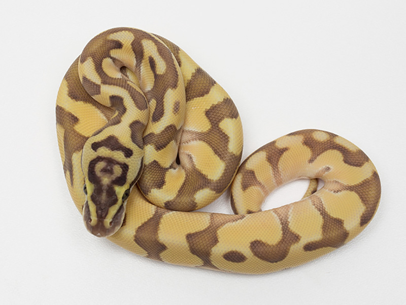 Butter Cinnamon Super Enchi