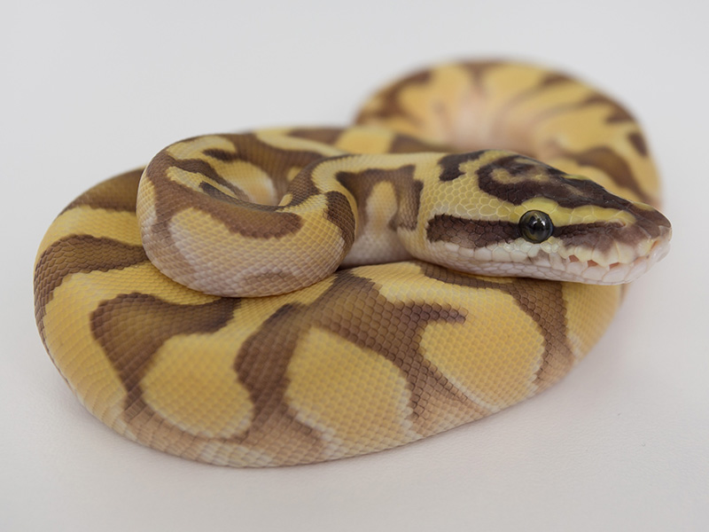 Butter Cinnamon Super Enchi