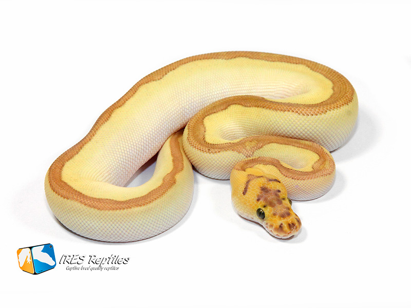 Butter Clown Enchi Pastel Stranger