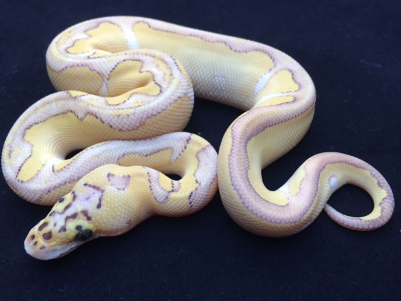 Butter Clown Enchi Pastel