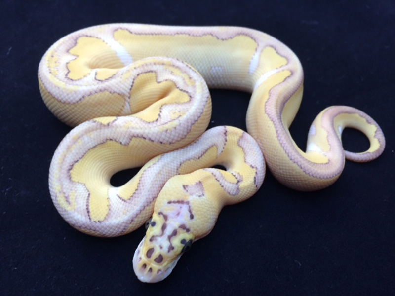 Butter Clown Enchi Pastel