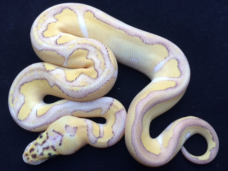 Butter Clown Enchi Pastel