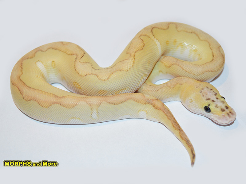 Butter Clown Enchi Pastel