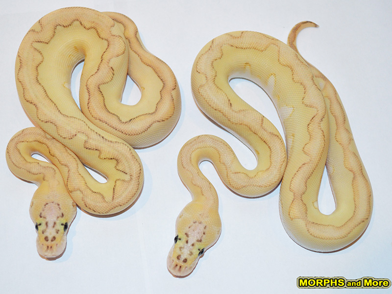 Butter Clown Enchi Pastel