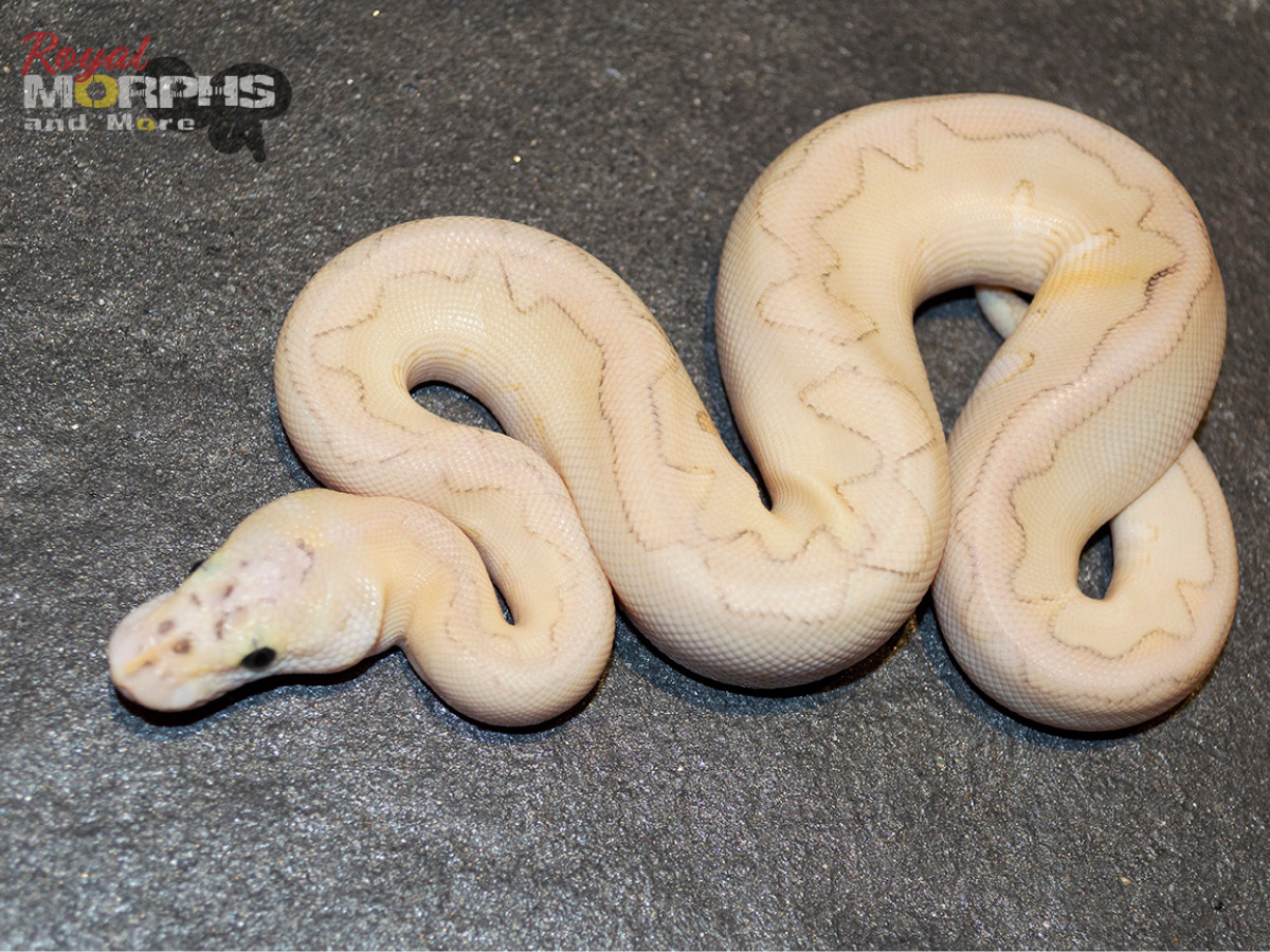 Butter Clown Enchi Super Pastel